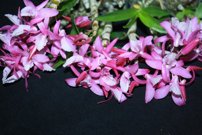 Dendrobium Rainbow Dance