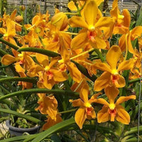 Paravanda Golden Delight