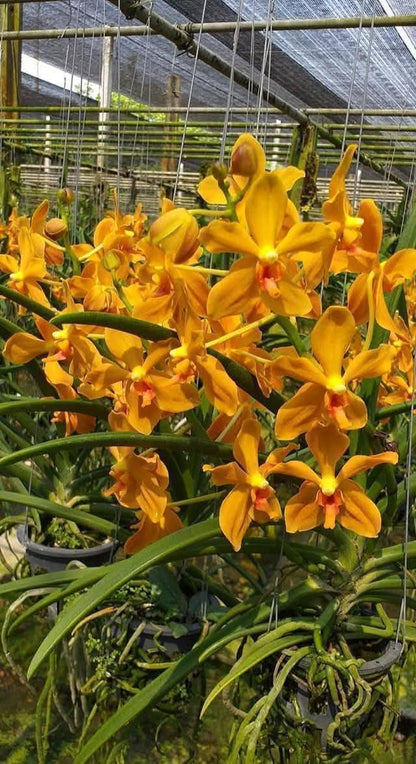 Paravanda Golden Delight