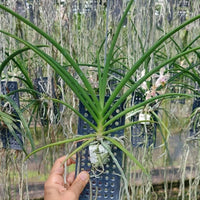 Paravanda (Vanda x Paraphalaenopsis)