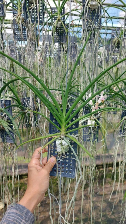 Paravanda (Vanda x Paraphalaenopsis)