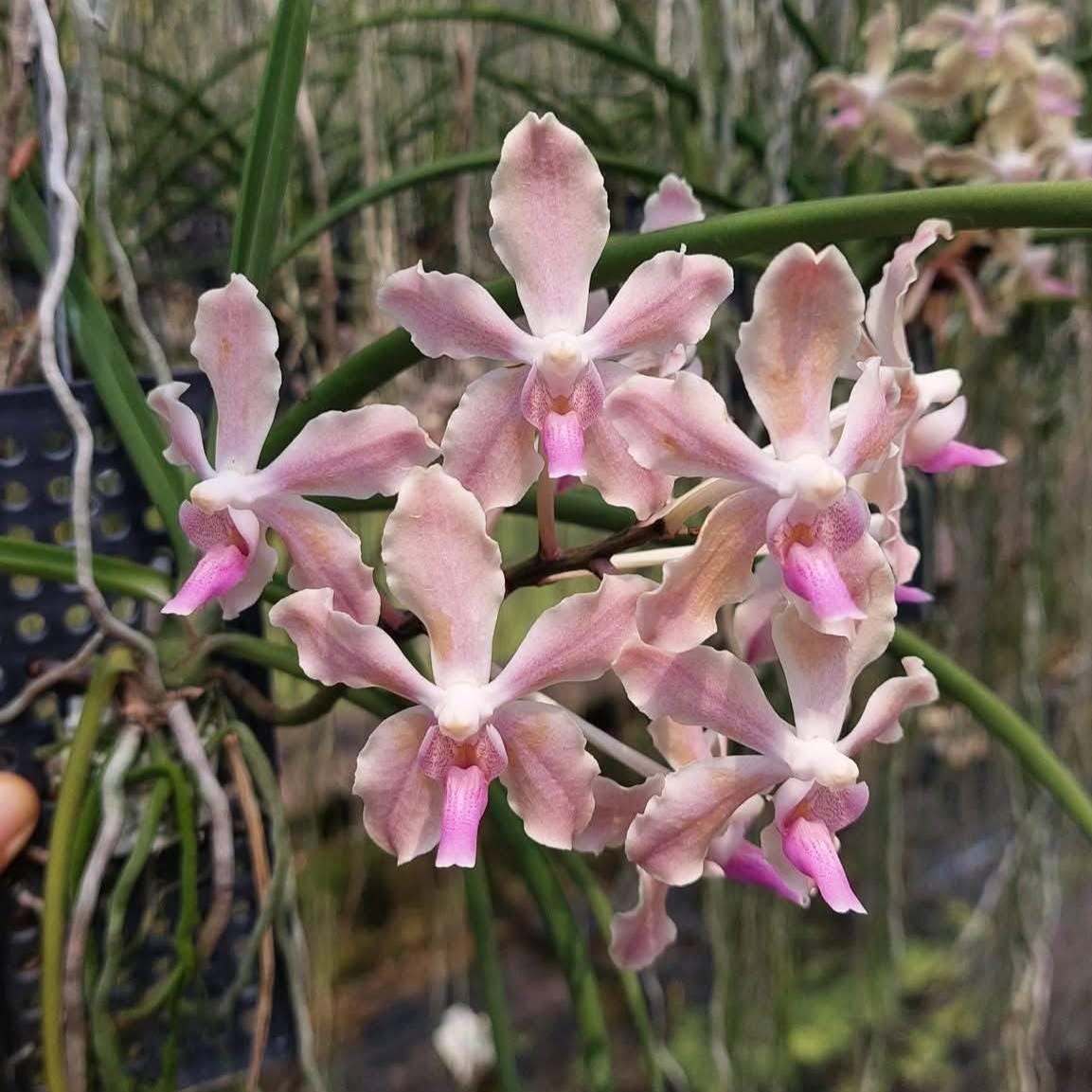 Paravanda (Vanda x Paraphalaenopsis)