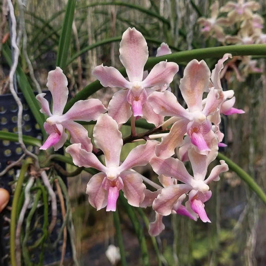 Paravanda (Vanda x Paraphalaenopsis)