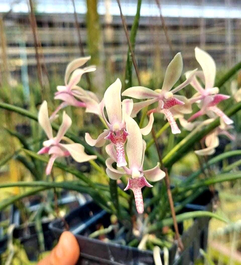 Paravanda Athena Von Fox  Orchid Plant, Fragrant Pink Bloom Size Orchid