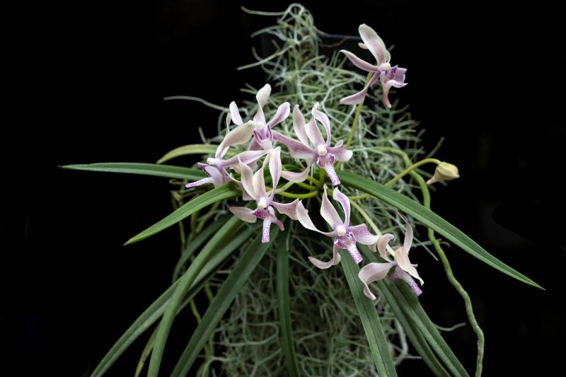 Paravanda Athena Von Fox  Orchid Plant, Fragrant Pink Bloom Size Orchid
