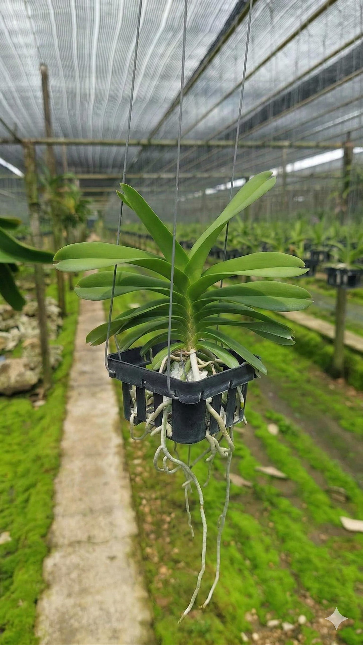 Vanda coerulea "Pink"