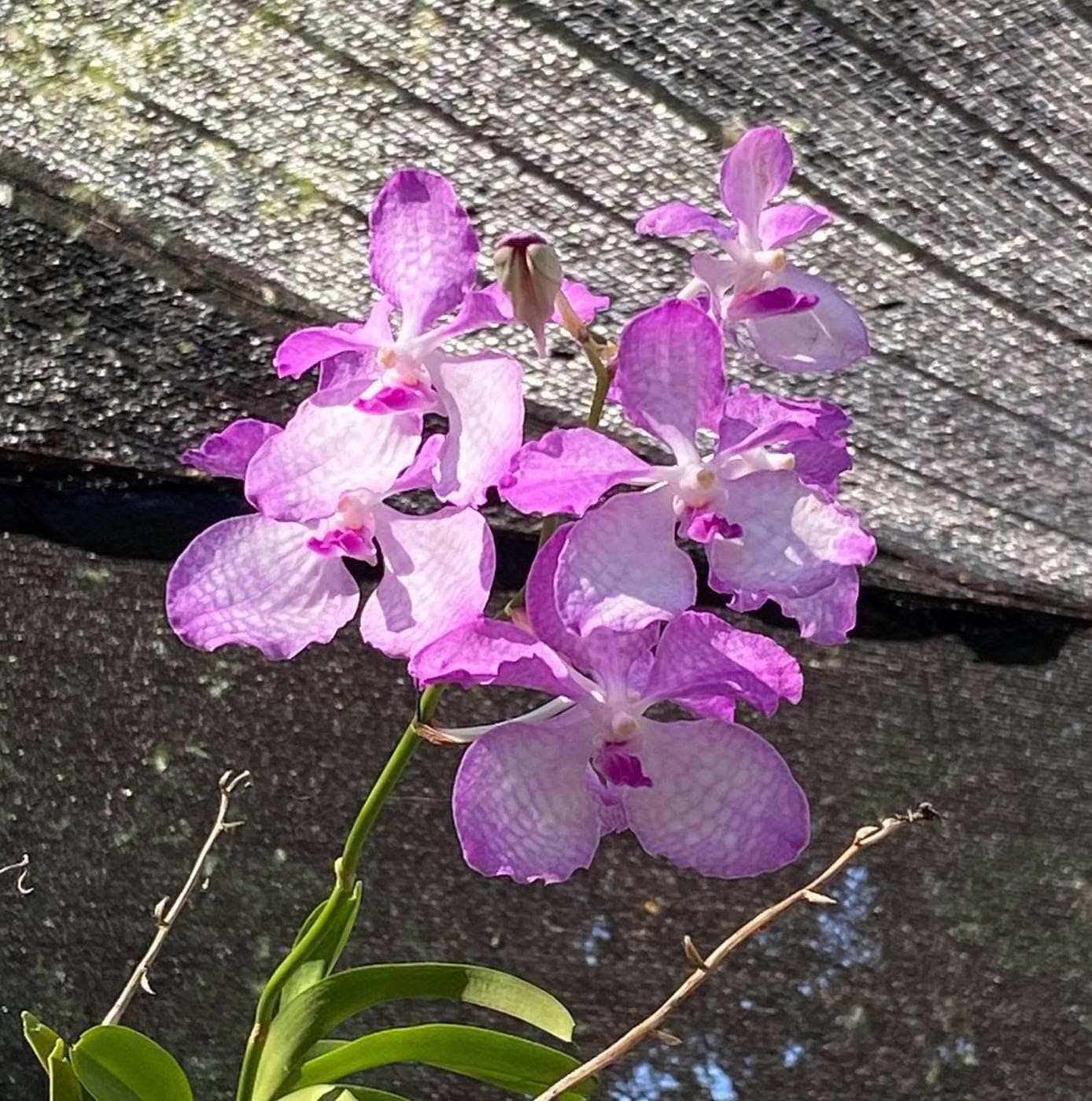 Vanda coerulea "Pink"