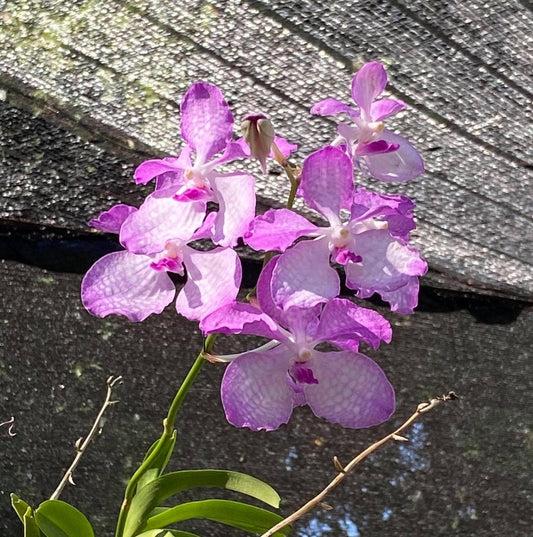 Vanda coerulea "Pink"