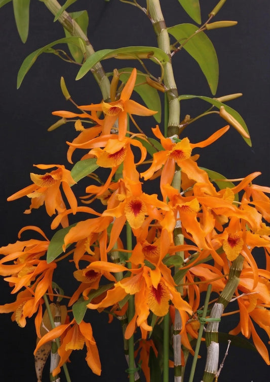 Dendrobium Chanthaboon Sunrise
