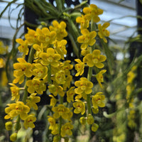 Chiloschista nakornpanomensis