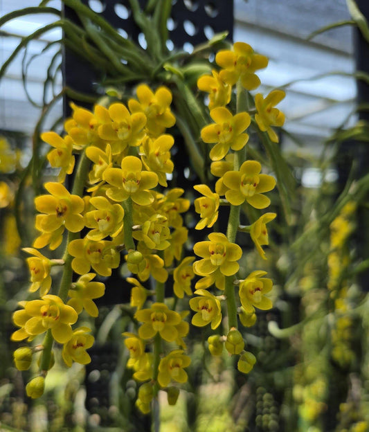 Chiloschista nakornpanomensis