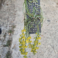 Chiloschista nakornpanomensis