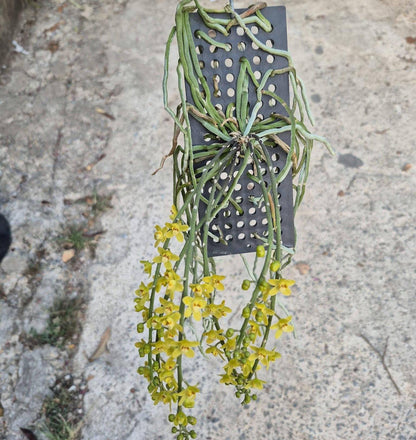 Chiloschista nakornpanomensis