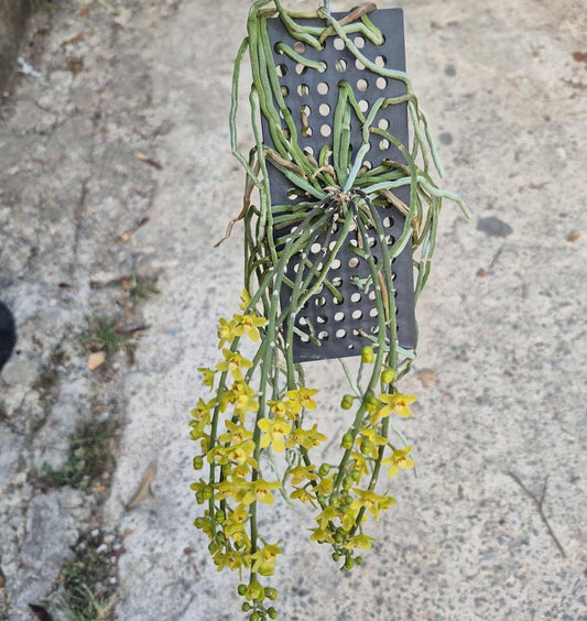 Chiloschista nakornpanomensis