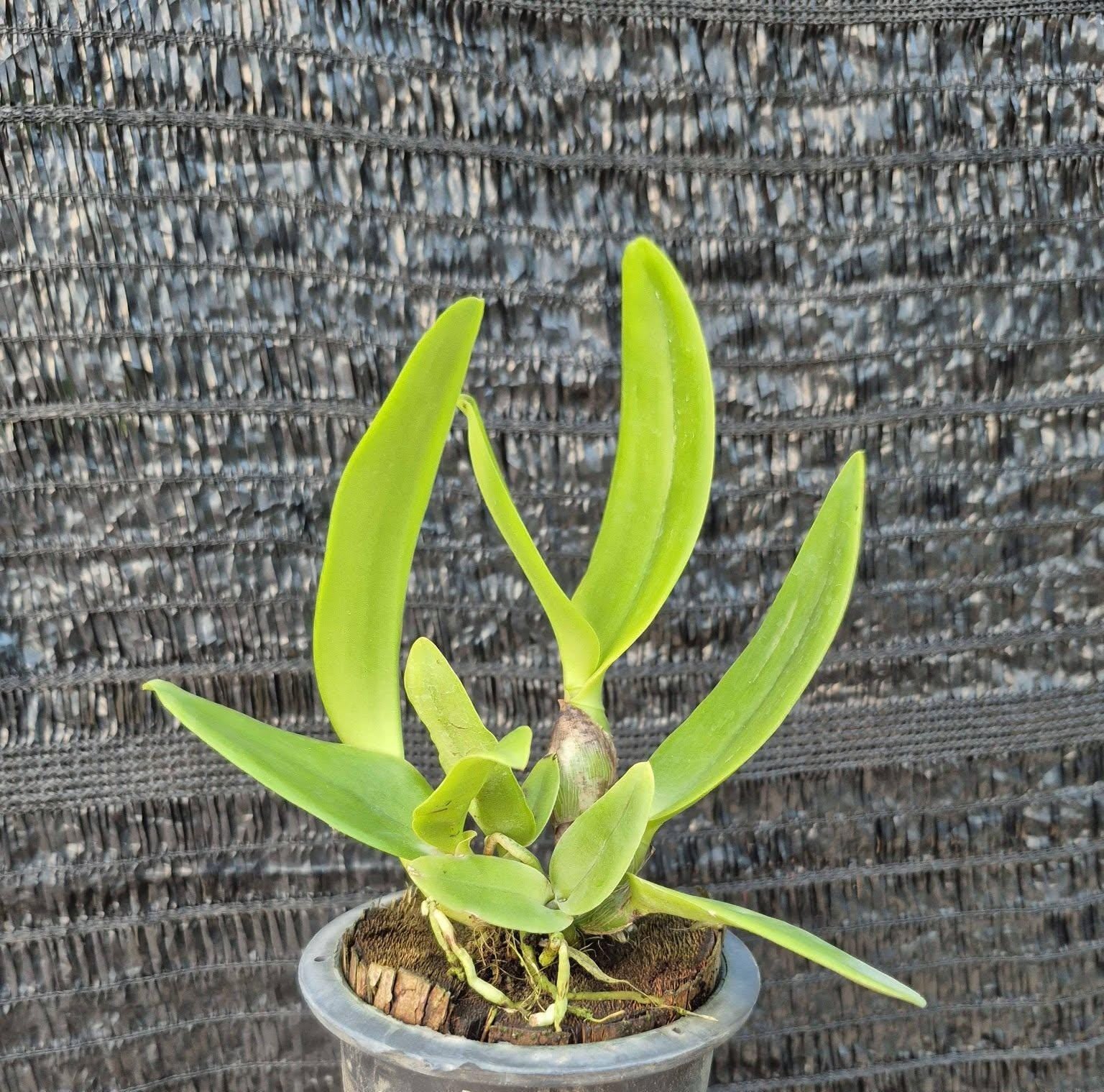 Rlc.chunfong little sun