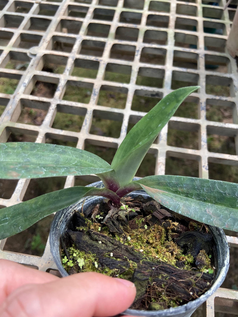 Paphiopedilum appletonianum 1 Plant Lady slipper orchid