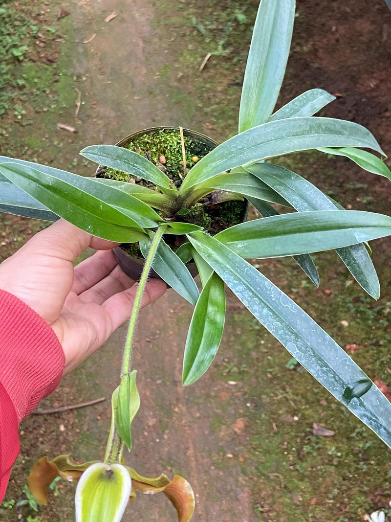 Paphiopedilum villosum var. anamense 1 Plant Lady slipper orchid