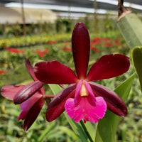 Cattleya sagarik wax african beauty