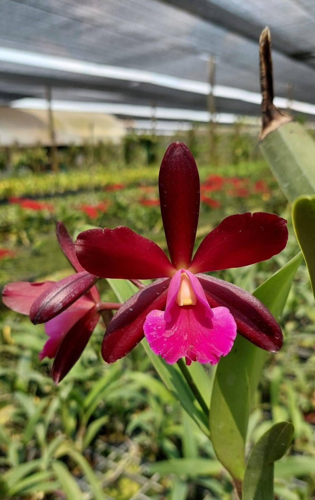 Cattleya sagarik wax african beauty