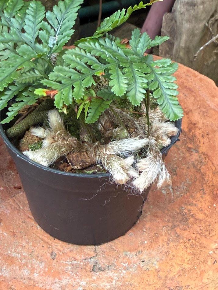 Davallia mariesii Rabbit's Foot Fern, Staghorn fern Tropical fern