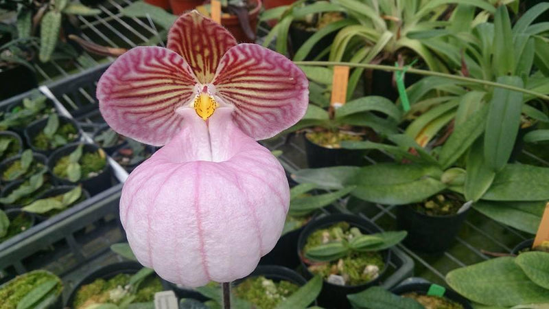 orchid - Paphiopedilum micranthum x sib (1.5” pot)