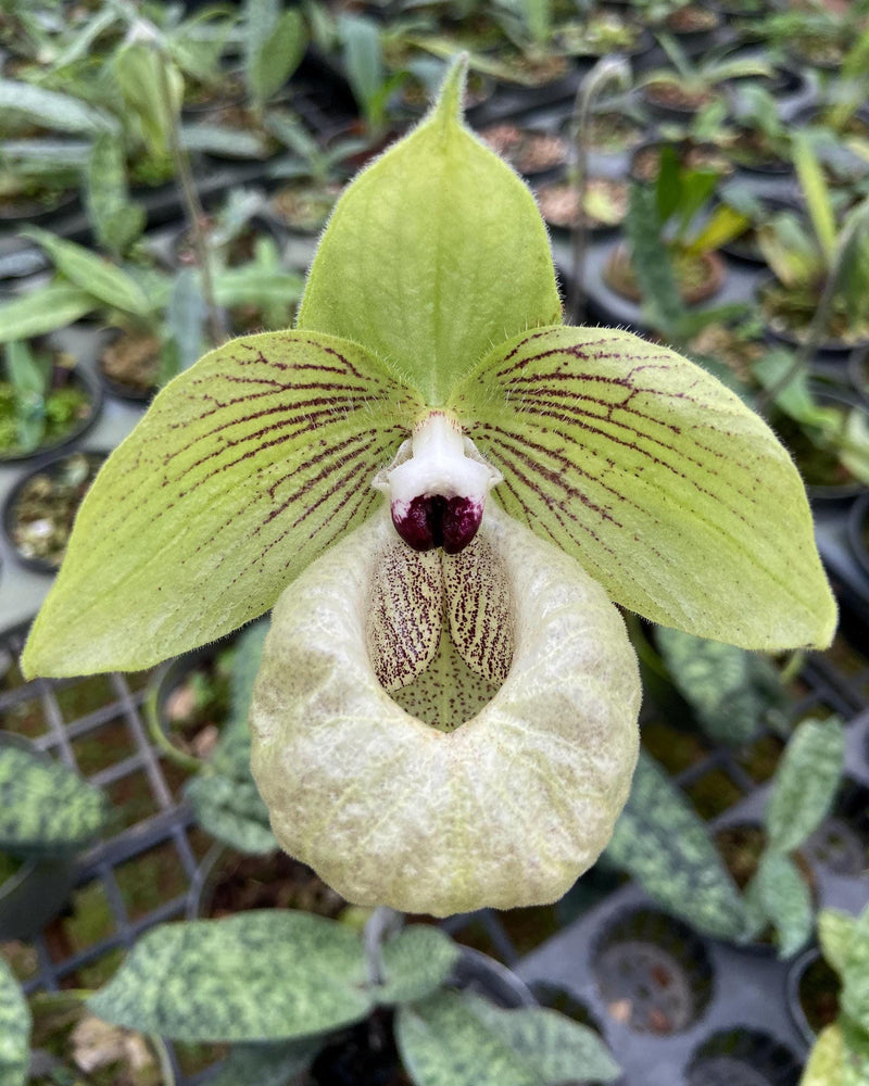Paphiopedilum malipoense Orchid Plant – Rare Vietnam Lady Slipper Bloom Size