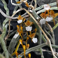 Microcoelia cornuta