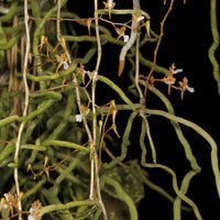Microcoelia cornuta