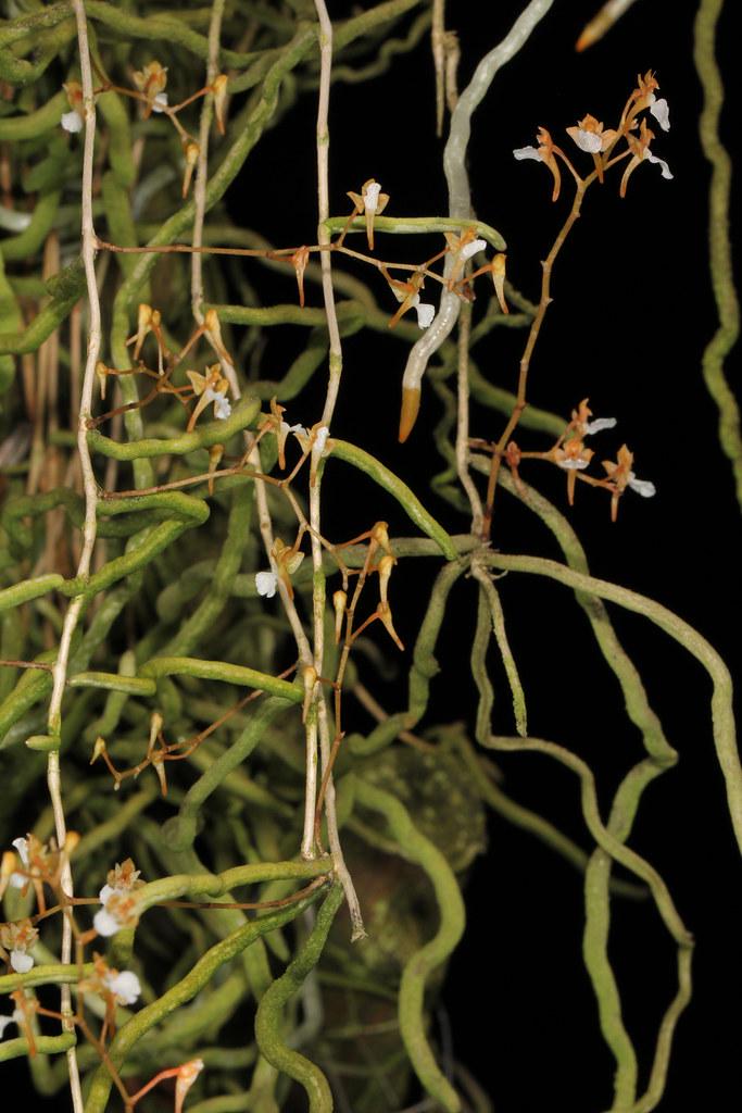 Microcoelia cornuta
