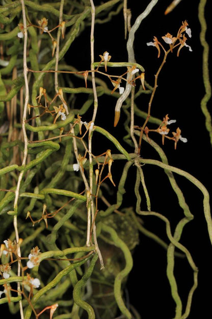 Microcoelia cornuta