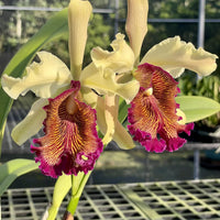 Cattleya dowiana var.aurea