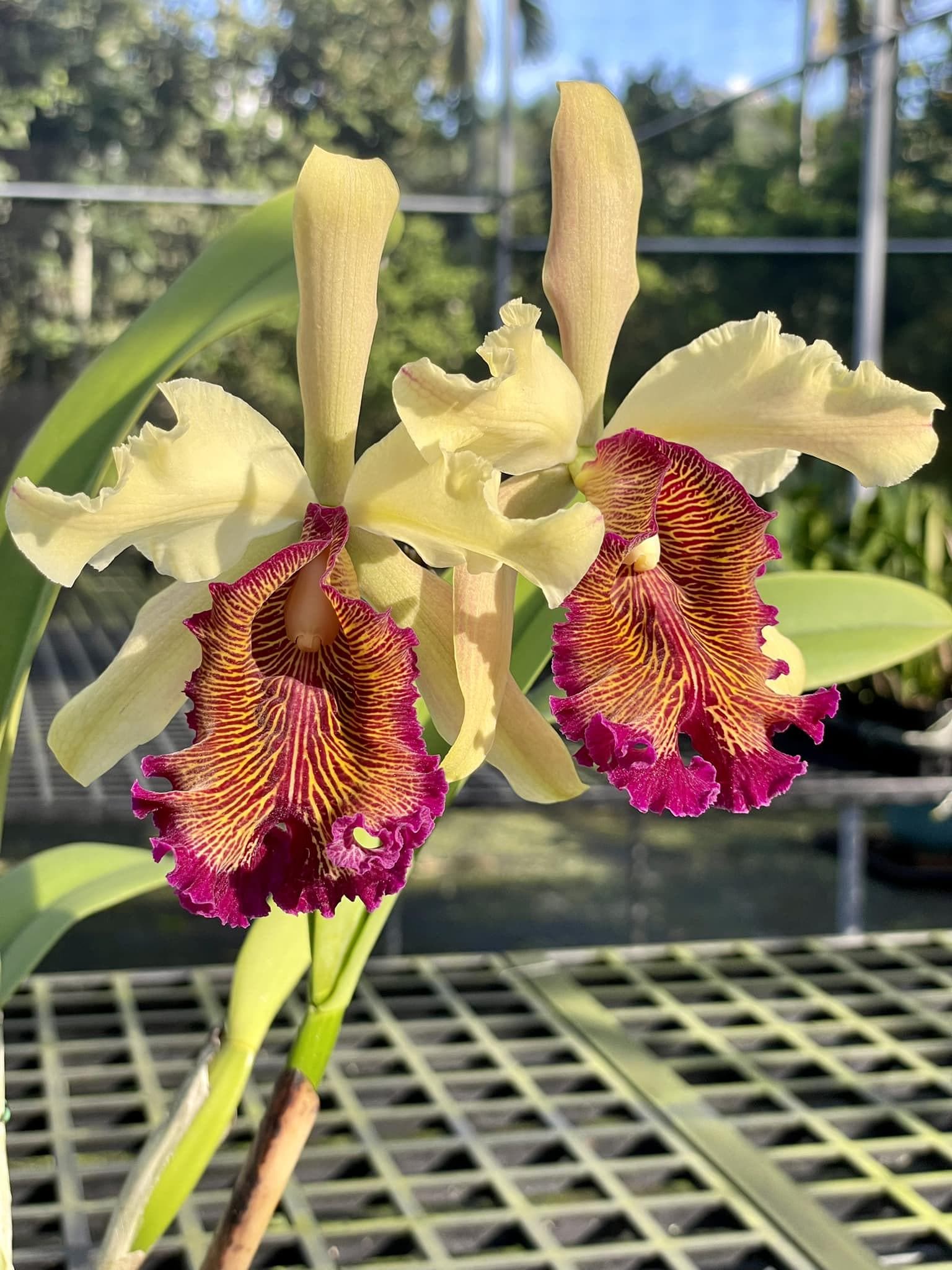 Cattleya dowiana var.aurea