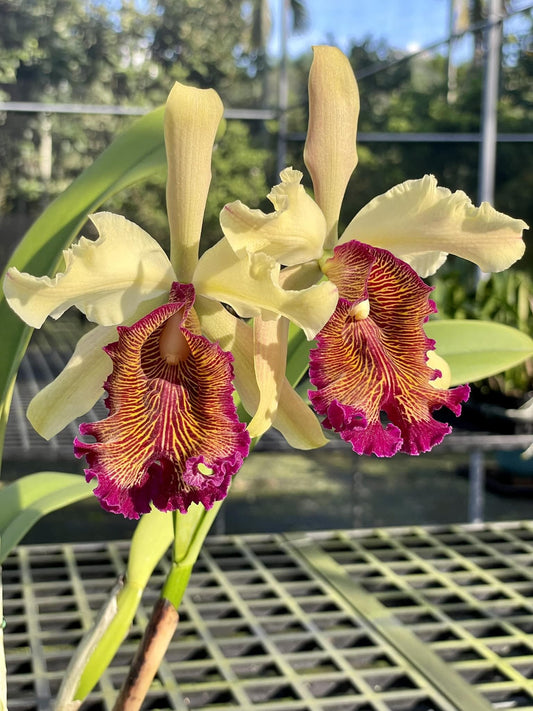 Cattleya dowiana var.aurea