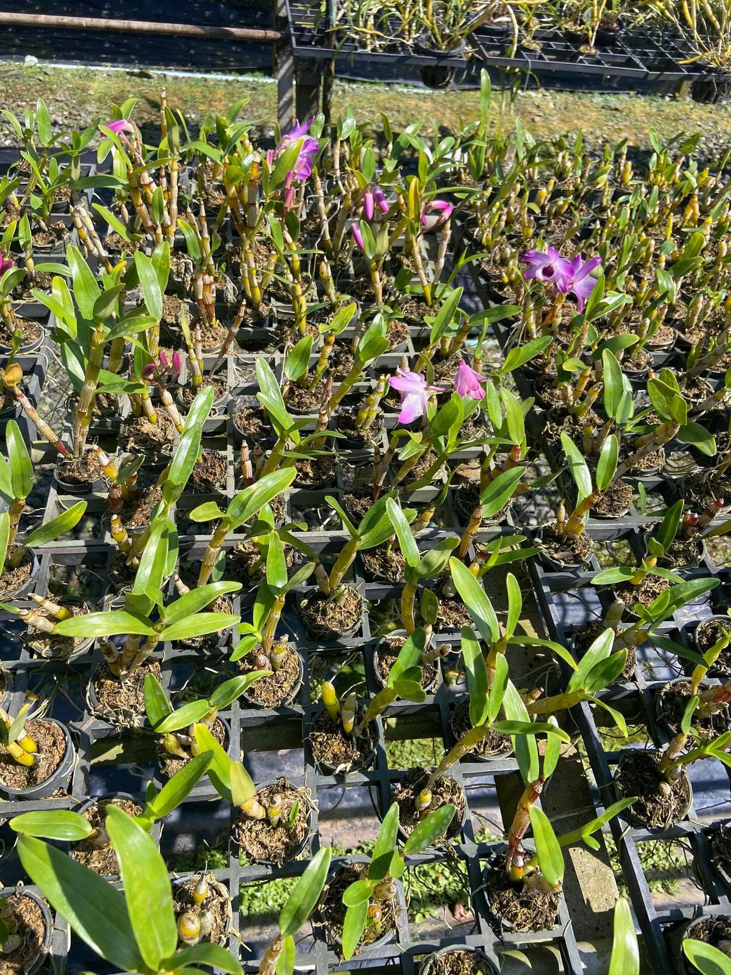 Dendrobium nobile
