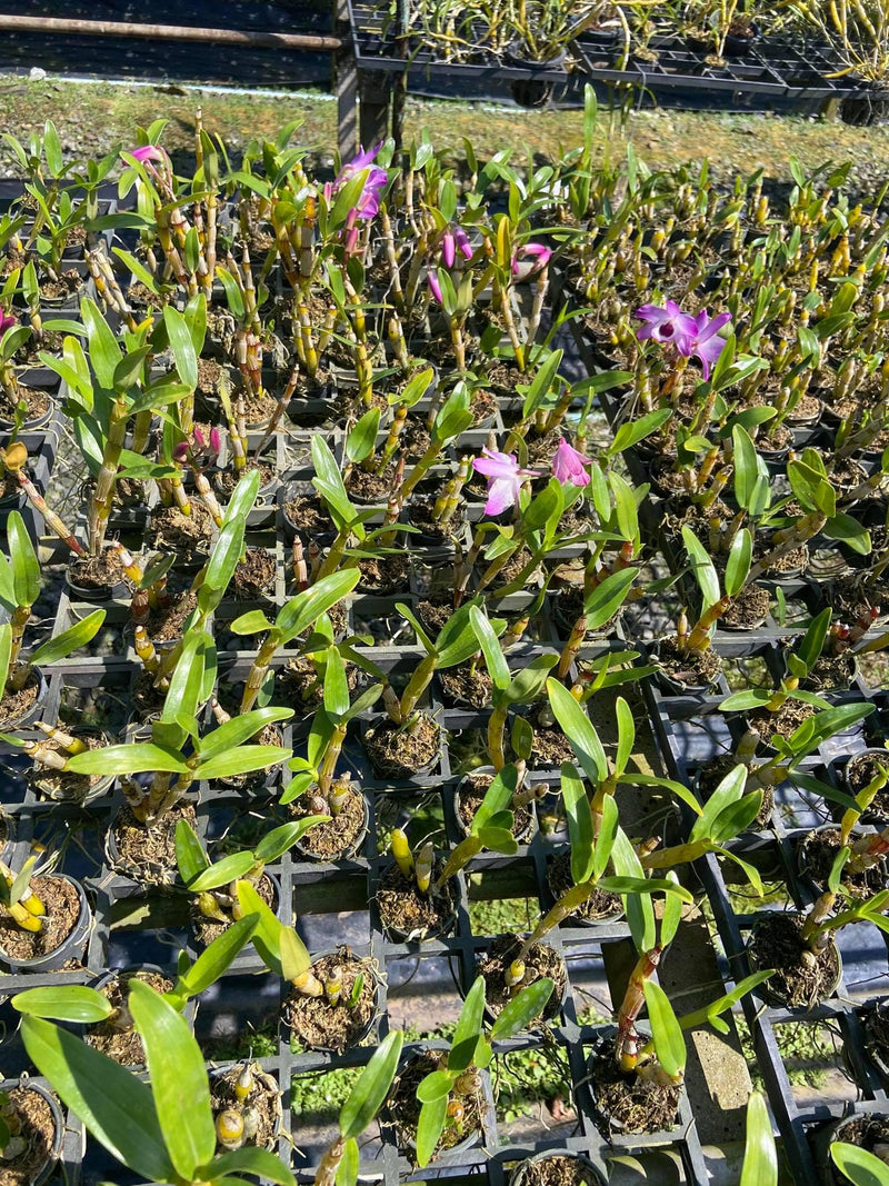 Dendrobium nobile Orchid Plant (Starter Size) – White Pink Purple Blooms