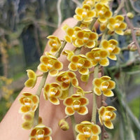 Chiloschista lunifera × Chiloschista viridiflava