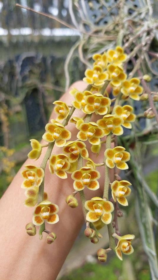 Chiloschista lunifera × Chiloschista viridiflava