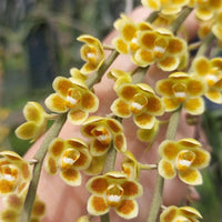 Chiloschista lunifera × Chiloschista viridiflava