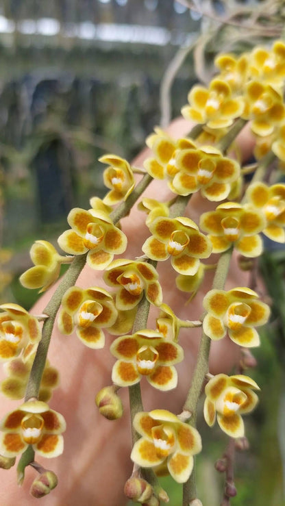 Chiloschista lunifera × Chiloschista viridiflava