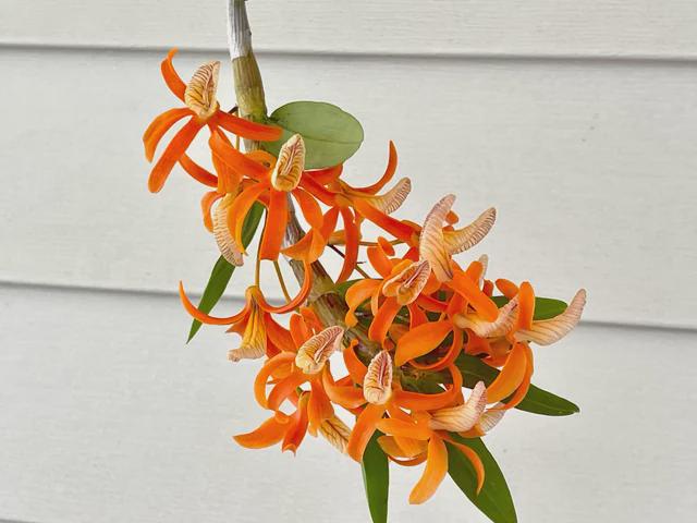 Dendrobium unicum 1 Plant Orchid (Bloom Size) Beauty Dendrobium orange flower
