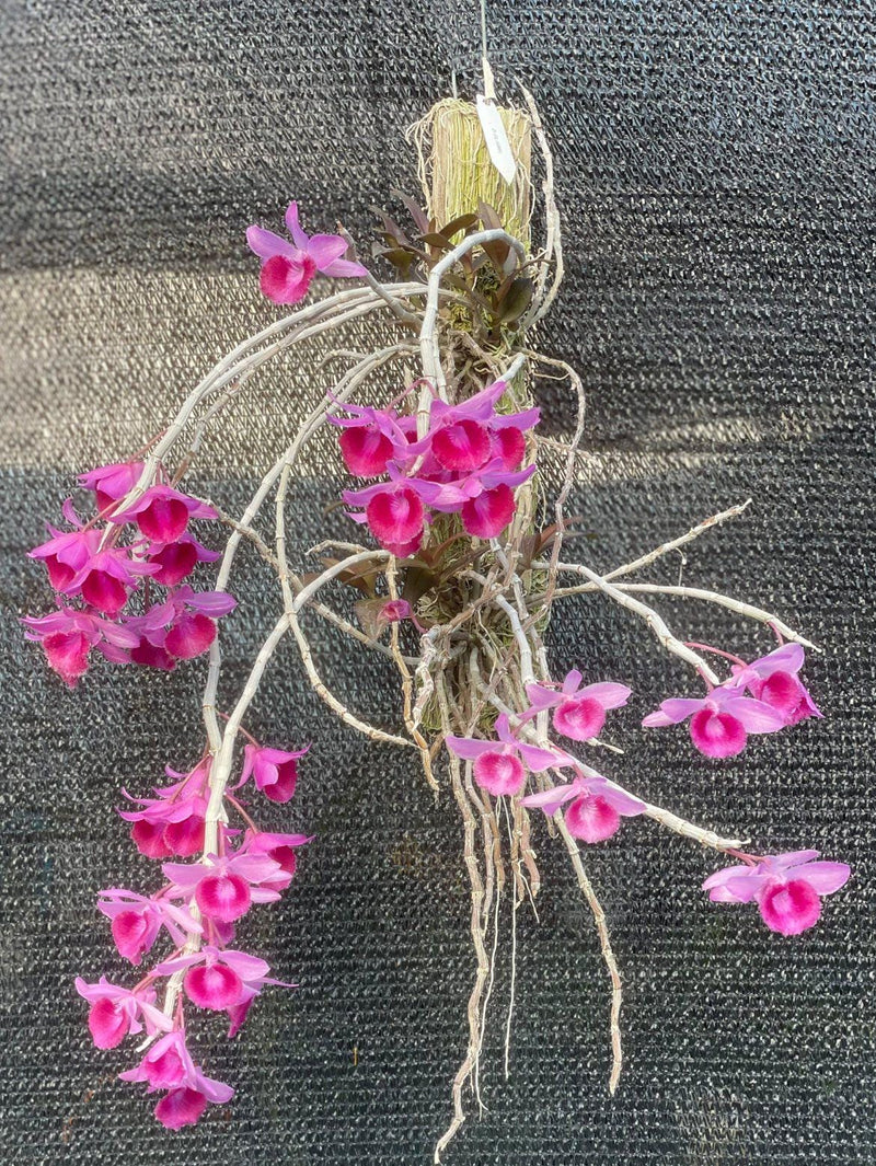 Dendrobium Nestor Orchid Plant (Full Lip, Bloom Size)