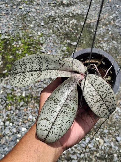 Phalaenopsis schilleriana