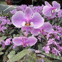 Phalaenopsis schilleriana