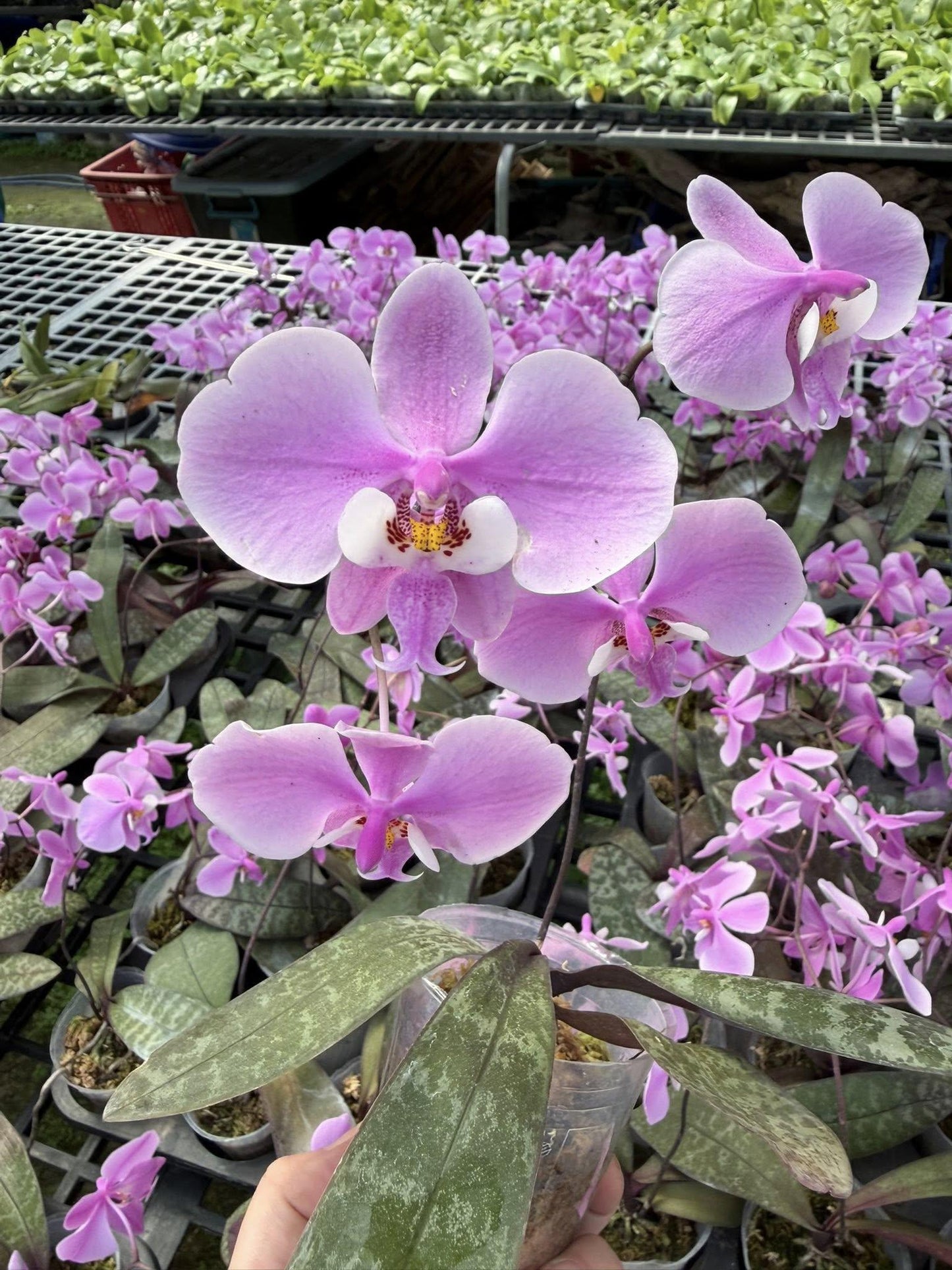 Phalaenopsis schilleriana