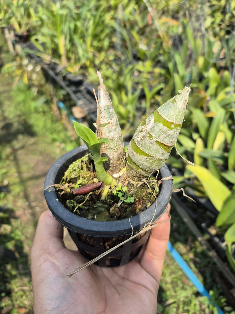 Rare Black Orchid: Catasetum After Dark 'SVO Black Pearl' FCC/AOS