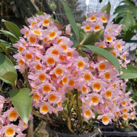 Dendrobium farmeri (Pink)