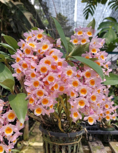 Dendrobium farmeri (Pink)