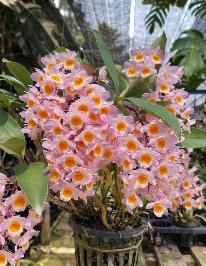 Dendrobium farmeri (Pink) 1 Plant Orchid (Bloom Size) Beauty Dendrobium