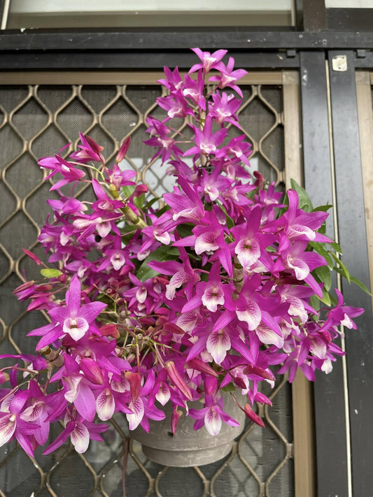Dendrobium Rainbow Dance