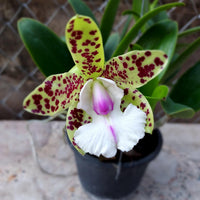 Cattleya YNS Green Leopard 'Jade Dragon'
